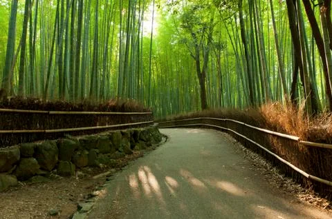 Bamboo grove Stock Photos