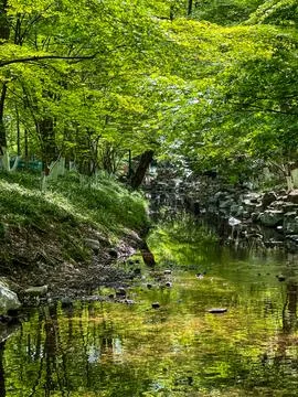 Bamboo Grove Reflected in Spring Stream Stock Photos