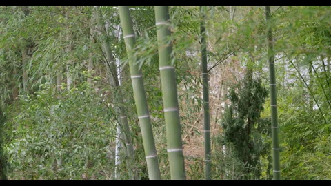 Bamboo grove in rural setting, no people Stock Footage 329699299