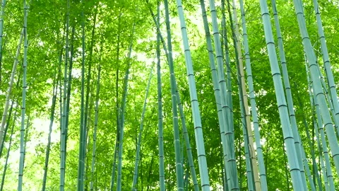 Bamboo Grove of Sagano Видео 330619002