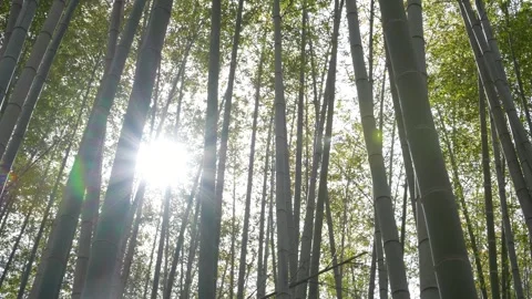 Bamboo grove in the sunlight. Stock Footage 302265774