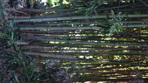 Bamboo grove. Sunlight shines through the plants. Vertical video. Stock Footage 253401776