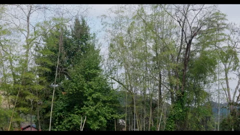 Bamboo grove with tall trees and distant rural buildings, no people Stock Footage 329768341