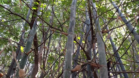 Bamboo grove, tall trunk Stock Footage 260992579