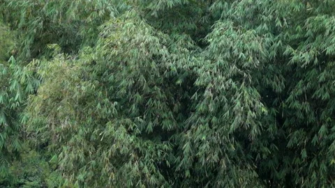 Bamboo groves swaying in the wind Stock Footage 290492330