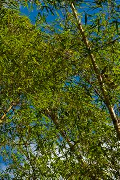 Bamboo growing Foto stock