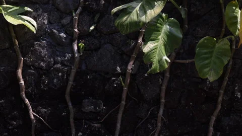 Bamboo Growing on a Stone Wall. La Fortuna, Costa Rica. 4K60 Stock Footage 243695599