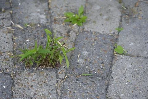Bamboo Growing Through Pavement Cracks Stock Photos