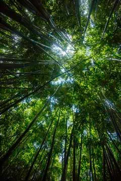 Bamboo grows to heaven Stock Photos
