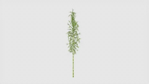 Bamboo growth Stock Footage 296034671
