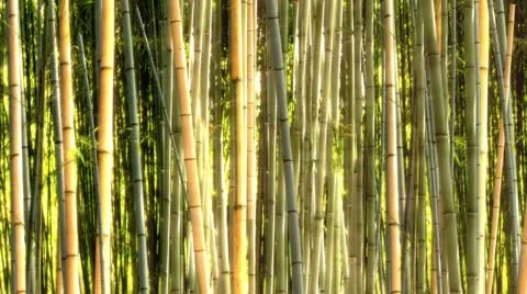 Bamboo HD Stock Footage 10571516