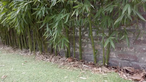 Bamboo hedge in front of brick wall and synthetic grass and dead leaves Stock Footage 306411804