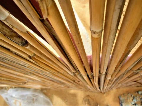 Bamboo From Up High Stock Photos