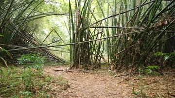 Bamboo Hiking Trail Video stock 85495058
