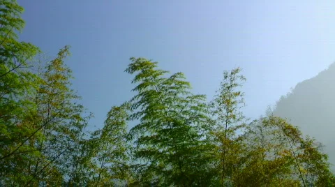 Bamboo hillside Stock Footage 330960
