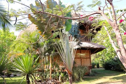 Bamboo house, eco tree, natural wood pattern, texture, art tree in Latin Amer Foto stock