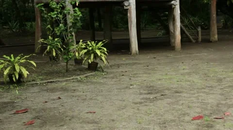 Bamboo house on stilts 動画素材 10823005
