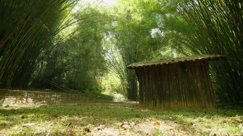 A bamboo hut in bamboo forest. Tranquility and beautiful nature. The wooden hut. Stock Footage 258333409
