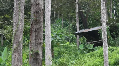 Bamboo hut in the jungle, view from below. with sound Stock Footage 56795535