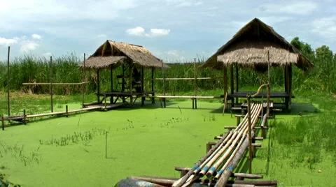 Bamboo Huts Over Algae Pond 스톡 동영상 2166789