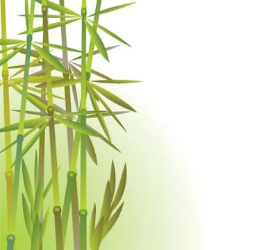 Bamboo Stock Illustration