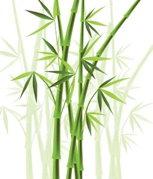 Bamboo Stock Illustration