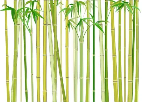 Bamboo Stock Illustration