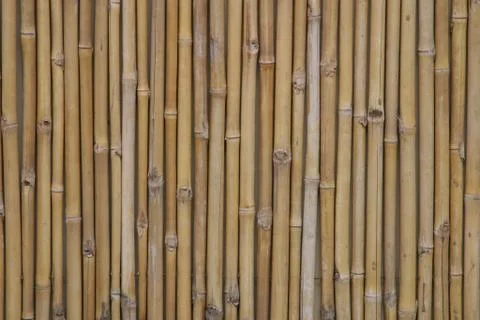 Bamboo Stock Illustration