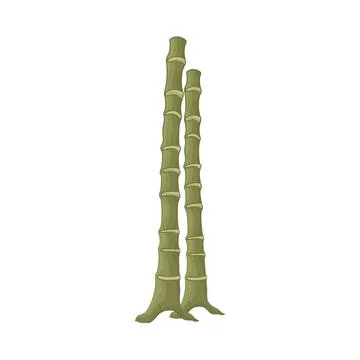 Bamboo illustration Illustration