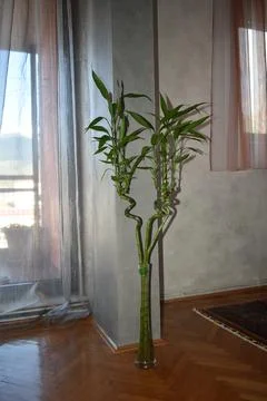 Bamboo inside of a apartment Stock Photos