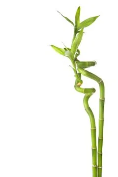 Bamboo isolated Stock Photos