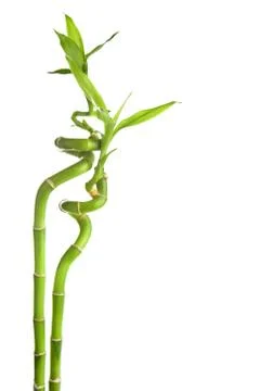 Bamboo isolated Stock Photos