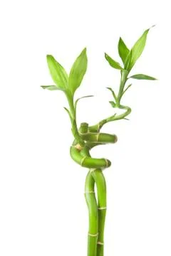 Bamboo isolated Stock Photos