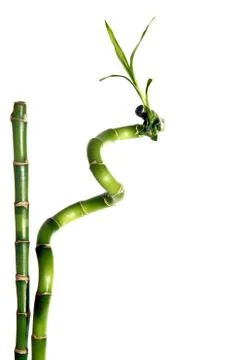 Bamboo isolated Foto stock