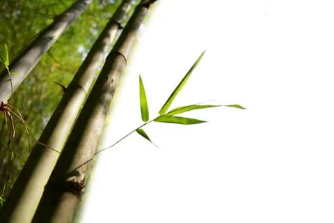 Bamboo isolated Stock Photos