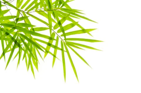 Bamboo with isolated white background Stock Photos