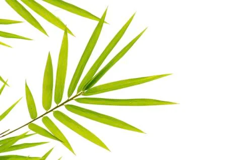 Bamboo with isolated white background Stock Photos