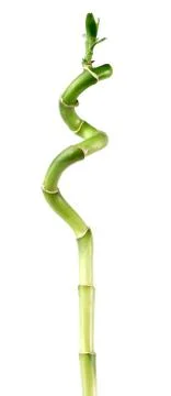 Bamboo isolated on white background 写真素材
