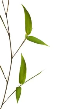 Bamboo Isolated on White Background Stock Photos