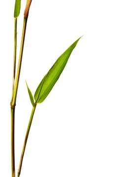 Bamboo Isolated on White Background Stock Photos