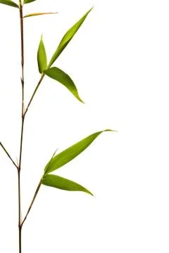 Bamboo Isolated on White Background Stock Photos