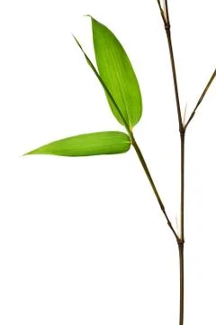 Bamboo Isolated on White Background Stock Photos