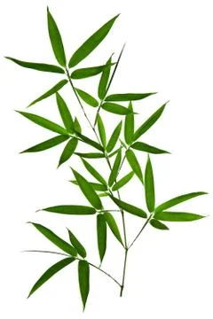 Bamboo Isolated on White Background Stock-Fotos