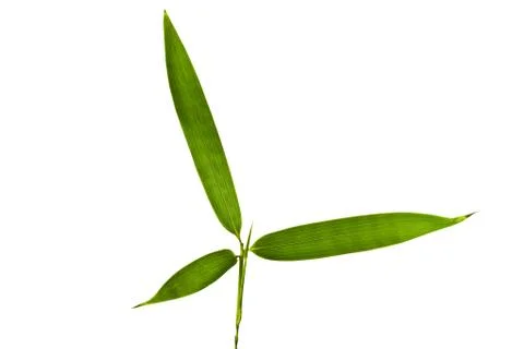 Bamboo Isolated on White Background Stock Photos