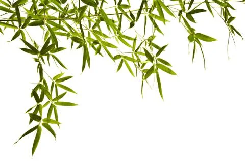 Bamboo Isolated on White Background Stock Photos
