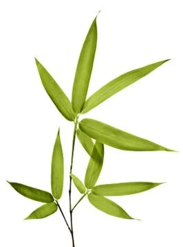 Bamboo Isolated on White Background Stock-Fotos