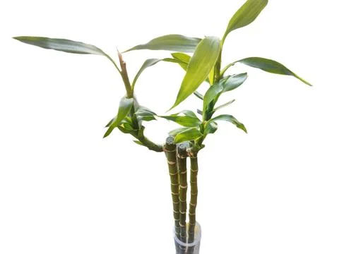 Bamboo isolated on white background Stock Photos