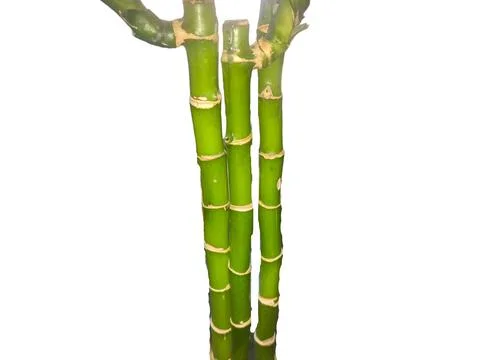 Bamboo isolated on white background Stockfoto's