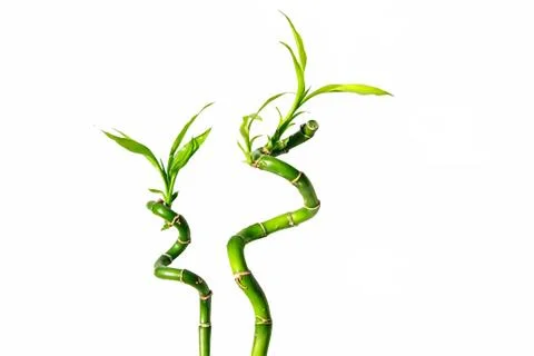 Bamboo isolated on white Stock Photos