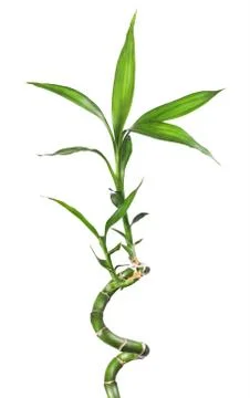 Bamboo isolated  white Stock Photos